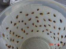 Semillas de azota caballo (<i>Luehea divaricata</i>)<br>Foto: Gastón